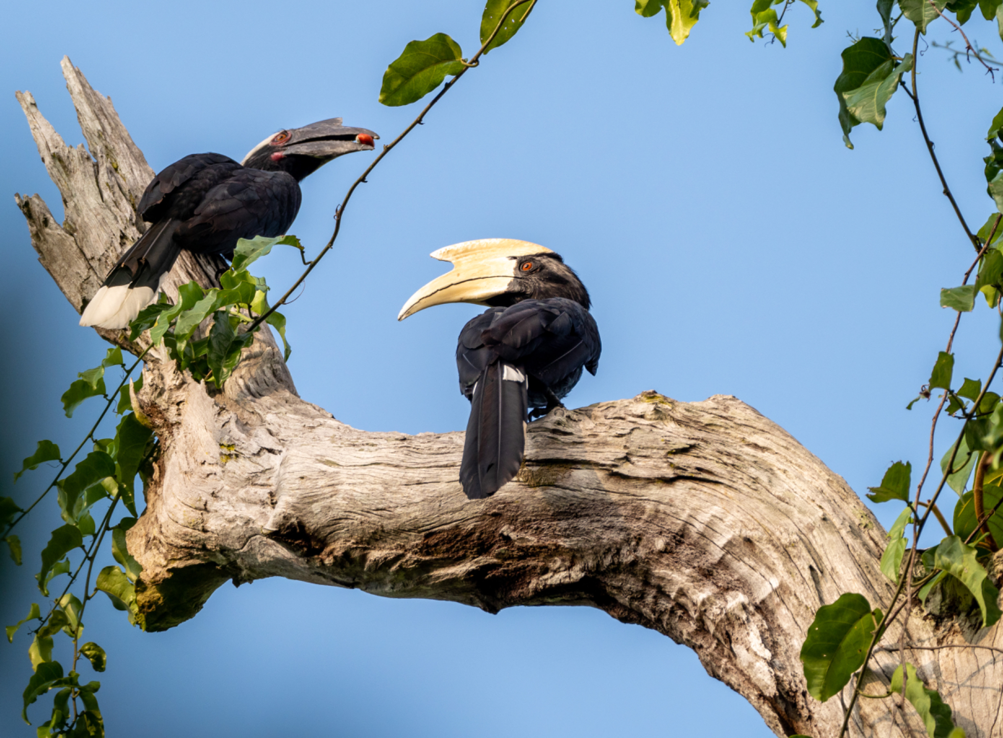 Black Hornbill pair